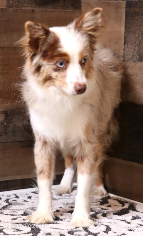 Flynn Red Merle blue eyes M