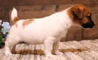 Sawyer is a shorty male, a male Jack Russell Terrier for sale in Crawford, CO – 4 of 9