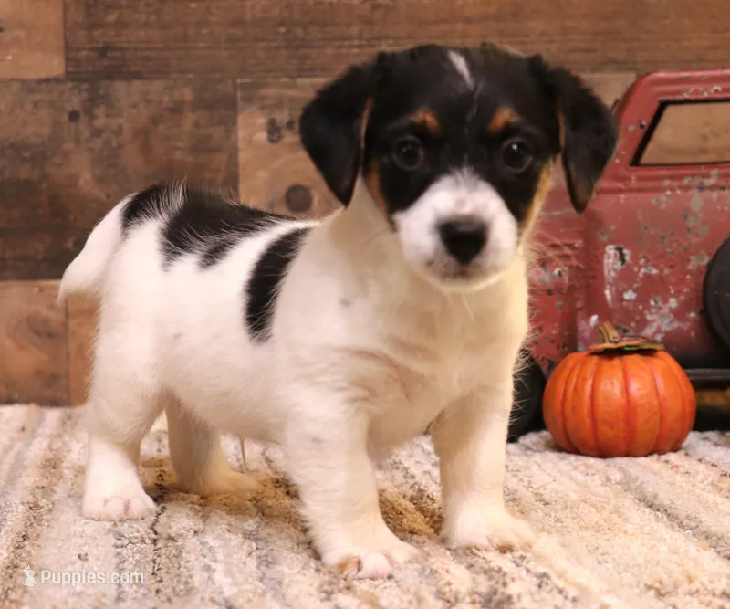 Shorty Rip has a black head – Jack Russell Terrier puppy for sale in Crawford, CO