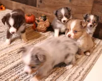 Jade, a female Toy Australian Shepherd for sale in Crawford, CO – 9 of 9