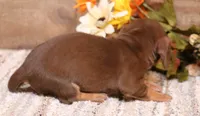 Buttercup choc/tan smooth female, a female Miniature Dachshund for sale in Crawford, CO – 2 of 7