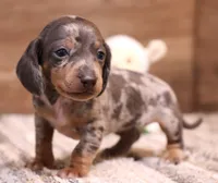 Phoenix blue/tan dapple smooth f, a male Miniature Dachshund for sale in Crawford, CO – 9 of 9