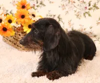 Bubbles silver/black/tan dapple wirehair f, a female Miniature Dachshund for sale in Crawford, CO – 4 of 5