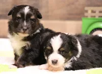 Gillie black-tri male with tail, a male Toy Australian Shepherd for sale in Crawford, CO – 2 of 5