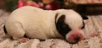Stew is a shorty, a male Jack Russell Terrier for sale in Crawford, CO – 3 of 5