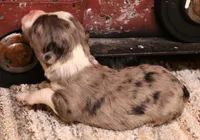 Inka blue merle f, a female Toy Australian Shepherd for sale in Crawford, CO – 3 of 5