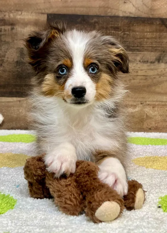 Rocket blue eyed blue merle Toy m – Toy Australian Shepherd puppy on hold in Crawford, CO