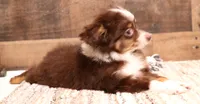 Spencer red-tri Toy male, a male Toy Australian Shepherd for sale in Crawford, CO – 4 of 4