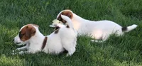Smith is a shorty, a male Jack Russell Terrier for sale in Crawford, CO – 10 of 10