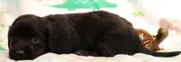 Ely black longhair m, a male Miniature Dachshund for sale in Crawford, CO – 4 of 9