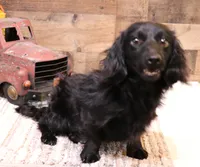 Ely black longhair m, a male Miniature Dachshund for sale in Crawford, CO – 9 of 9
