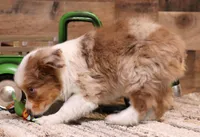 Cliff red merle blue eyes, a male Toy Australian Shepherd for sale in Crawford, CO – 5 of 7