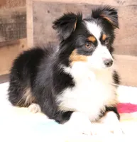 Cliff red merle blue eyes, a male Toy Australian Shepherd for sale in Crawford, CO – 7 of 7