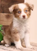 Cliff red merle blue eyes, a male Toy Australian Shepherd for sale in Crawford, CO – 1 of 7