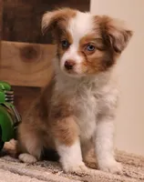 Cliff red merle blue eyes, a male Toy Australian Shepherd for sale in Crawford, CO – 2 of 7
