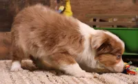 Cliff red merle blue eyes, a male Toy Australian Shepherd for sale in Crawford, CO – 4 of 7
