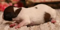 Sawyer is a shorty male, a male Jack Russell Terrier for sale in Crawford, CO – 3 of 5