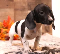Patch black/tan pied smooth male, a male Miniature Dachshund for sale in Crawford, CO – 2 of 8