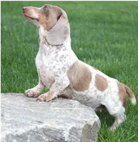Odin choc/tan pied w/dapple smooth m, a male Miniature Dachshund for sale in Crawford, CO – 7 of 8