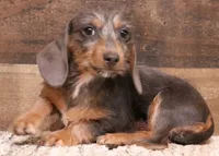 Wynnie blue/tan wirehair, a female Miniature Dachshund for sale in Crawford, CO – 2 of 5