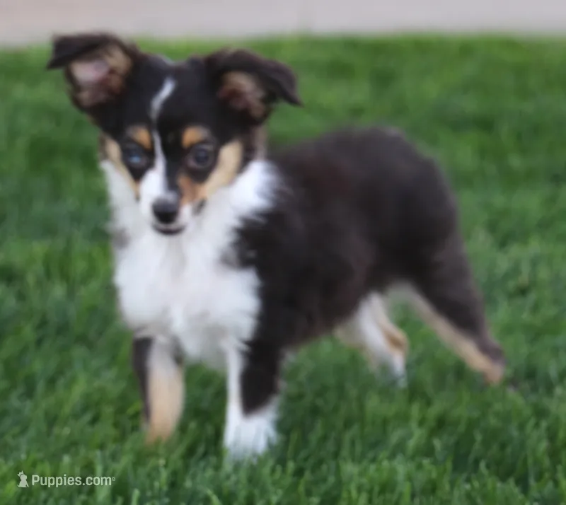 Lucy Black-tri Toy Aussie – Toy Australian Shepherd puppy for sale in Crawford, CO