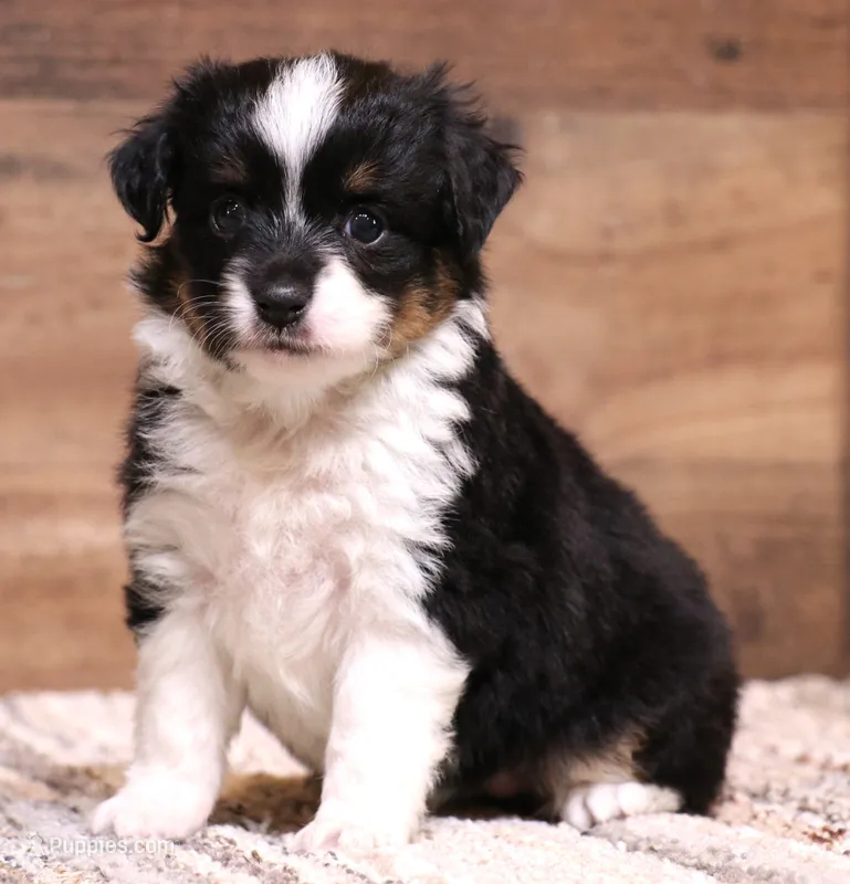 Rue  – Toy Australian Shepherd puppy for sale in Crawford, CO