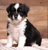 Rue , a female Toy Australian Shepherd for sale in Crawford, CO – 1 of 9
