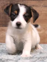 Waldo is a shorty, a male Jack Russell Terrier for sale in Crawford, CO – Photo 1 of 6