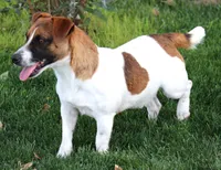 Waldo is a shorty, a male Jack Russell Terrier for sale in Crawford, CO – Photo 5 of 6