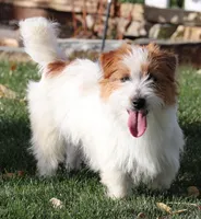 Waldo is a shorty, a male Jack Russell Terrier for sale in Crawford, CO – Photo 6 of 6