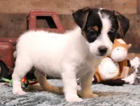 Waldo is a shorty, a male Jack Russell Terrier for sale in Crawford, CO – Photo 4 of 6