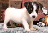 Waldo is a shorty, a male Jack Russell Terrier for sale in Crawford, CO – Photo 2 of 6