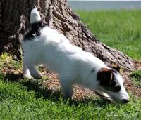 Warren is a shorty, a male Jack Russell Terrier for sale in Crawford, CO – 10 of 10