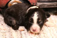 Izzy black-tri f, a female Toy Australian Shepherd for sale in Crawford, CO – 3 of 5