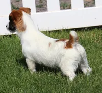 Wayne is a Shorty, a male Jack Russell Terrier for sale in Crawford, CO – 2 of 10
