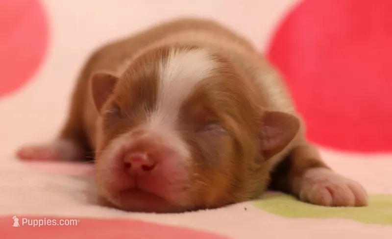 James – Toy Australian Shepherd puppy for sale in Crawford, CO