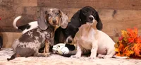 Patch black/tan pied smooth male, a male Miniature Dachshund for sale in Crawford, CO – 4 of 8