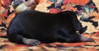 Wren black/tan wirehair, a female Miniature Dachshund for sale in Crawford, CO – 3 of 5