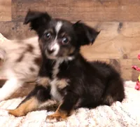 Thistle black-tri Toy f, a female Toy Australian Shepherd for sale in Crawford, CO – 4 of 9