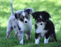 Sarge with tail, a male Toy Australian Shepherd for sale in Crawford, CO – 4 of 5