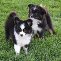 Gilly with tail, a male Toy Australian Shepherd for sale in Crawford, CO – 2 of 6