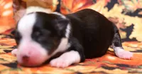 Carissa black tri, a female Toy Australian Shepherd for sale in Crawford, CO – 1 of 4