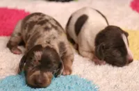 Phoenix blue/tan dapple smooth f, a male Miniature Dachshund for sale in Crawford, CO – 3 of 5