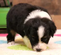 Cookie, a female Toy Australian Shepherd for sale in Crawford, CO – 2 of 6