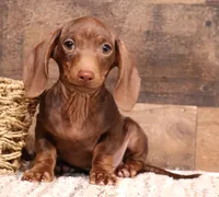 Wes, a male Miniature Dachshund for sale in Crawford, CO – 1 of 6