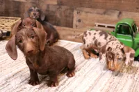 Wes, a male Miniature Dachshund for sale in Crawford, CO – 4 of 6
