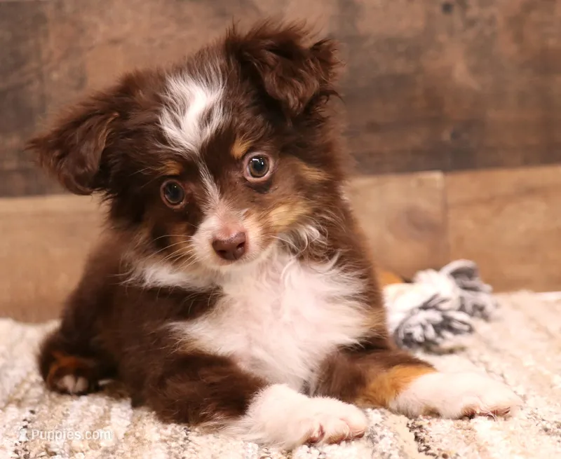 Spencer red-tri Toy male – Toy Australian Shepherd puppy for sale in Crawford, CO