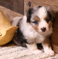 Reed blue merle w/ blue eyes, a male Toy Australian Shepherd for sale in Crawford, CO – 8 of 9