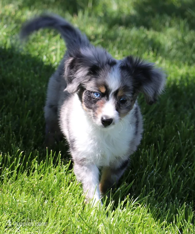 Shep blue merle with tail – Toy Australian Shepherd puppy for sale in Crawford, CO