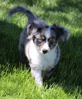 Shep blue merle with tail, a male Toy Australian Shepherd for sale in Crawford, CO – 1 of 7